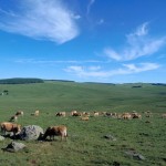 aubrac