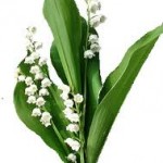 images1